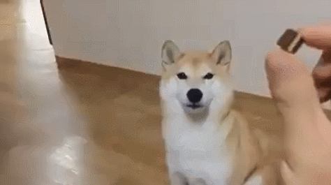쪼코 먹는 사나.gif | 인스티즈