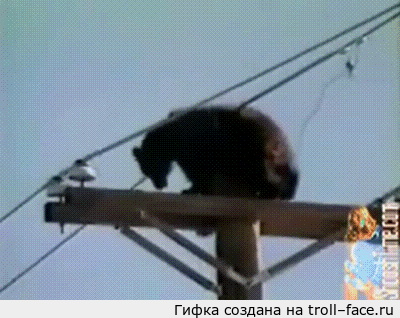 곰이 전봇대에 올라가서 감전.. (혐오주의) | 인스티즈