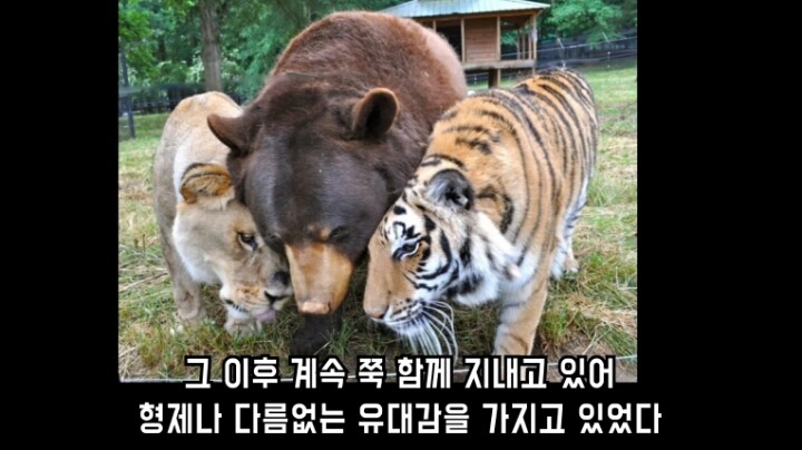 곰 사자 호랑이의 우정 | 인스티즈