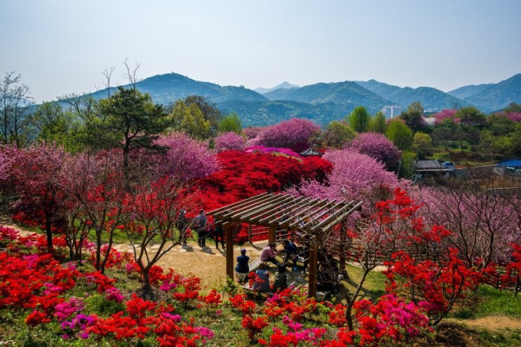 전주 완산공원 꽃동산 - 관광객보다 전주 시민들이 더 많이 가는 곳 | 인스티즈