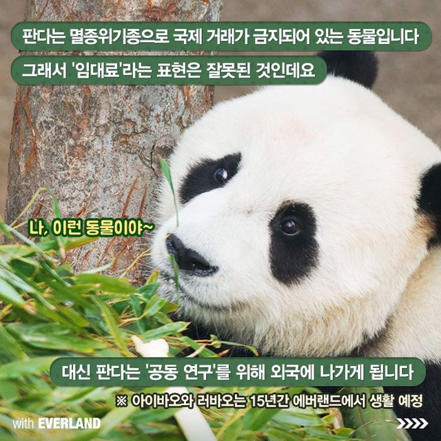 판다는 먹이값만 수백억이 들어간다? 판다의 진실.jpg | 인스티즈