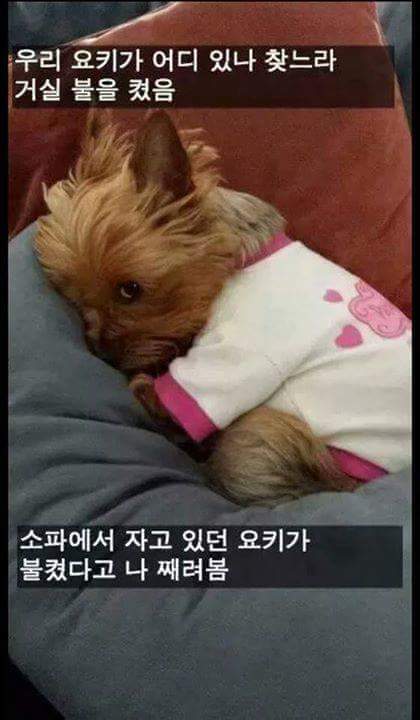 강아지를 키우는 이유 | 인스티즈