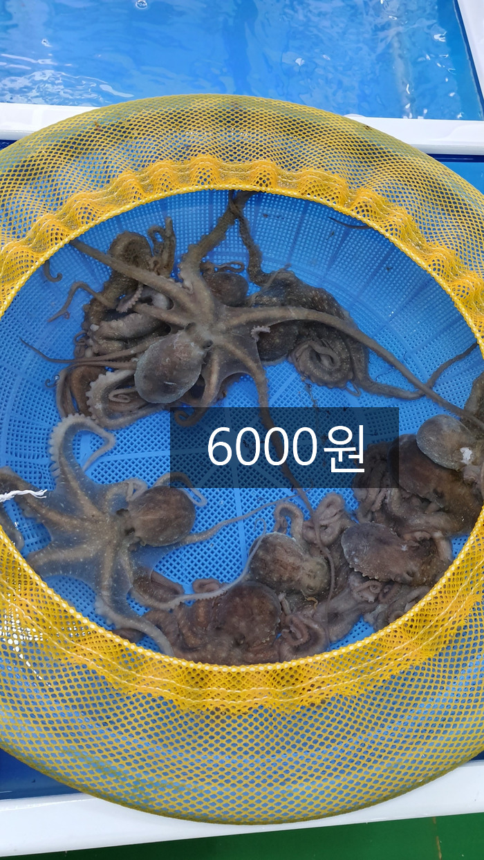 목포뻘낙지 이미지
