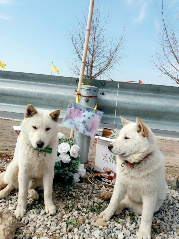 혹시 창녕 매실이 사건알아?부탁이야 우리 백구도 누가데려가버렸어. 나 우리 백구도 이렇게 잃으면 죽어버릴거야. 혹시 우리백구 본사람 임보라도 해줘 부탁 | 인스티즈