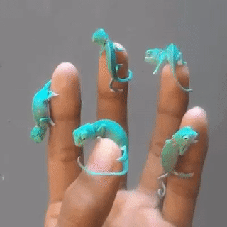 어린이 카멜레온.gif | 인스티즈