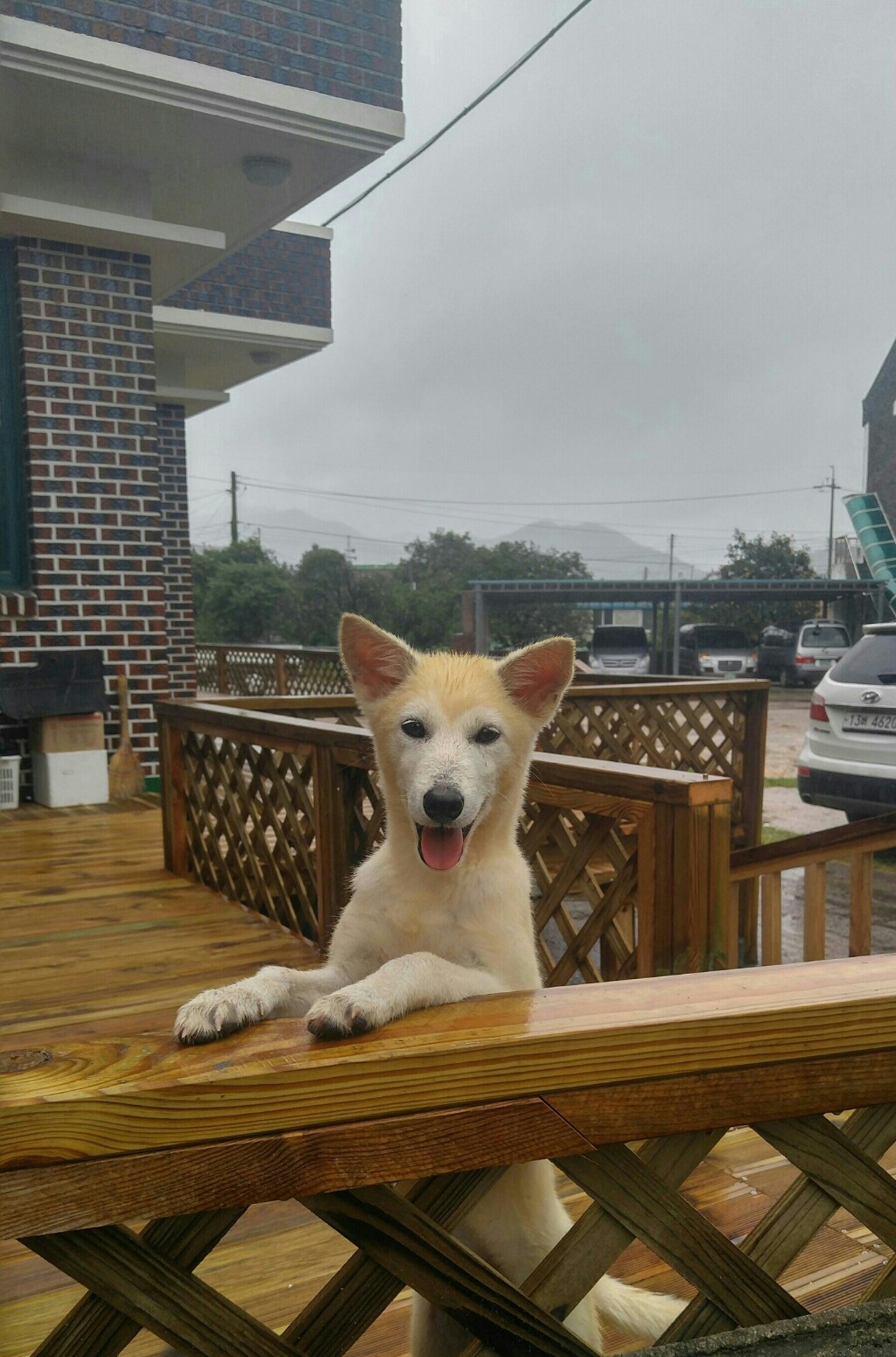 마당안집 이미지