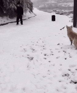 모르는 개가 짖을때ㄷㄷㄷ.gif | 인스티즈