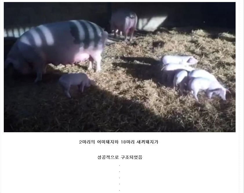화재현장에서 돼지를 구하고 받은 선물 | 인스티즈