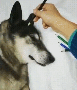 메롱하는 뱀 | 인스티즈