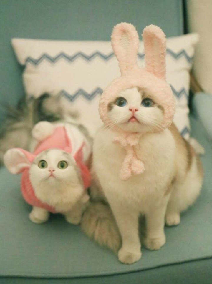 토끼같은 고양이.JPG | 인스티즈