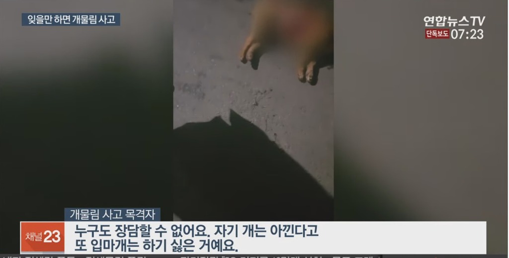입마개 안한 로트와일러가 지나가는 행인과 강아지 공격해 강아지 15초만에 죽임 | 인스티즈