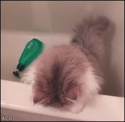 고양이 놀라는 연기.gif | 인스티즈