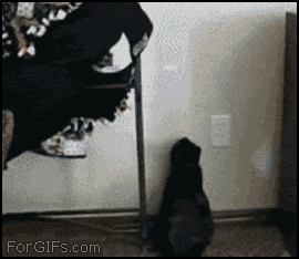 물리엔진에 오류난 생물.gif | 인스티즈