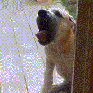 왜 이러는지 모르겠는 강아지들.jpgif | 인스티즈