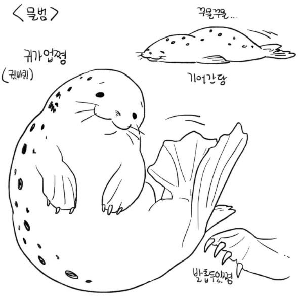 물개와 물범의 차이점.gif | 인스티즈