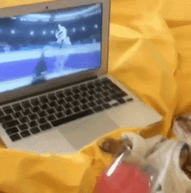 수호랑을 처음 본 냥이.gif | 인스티즈