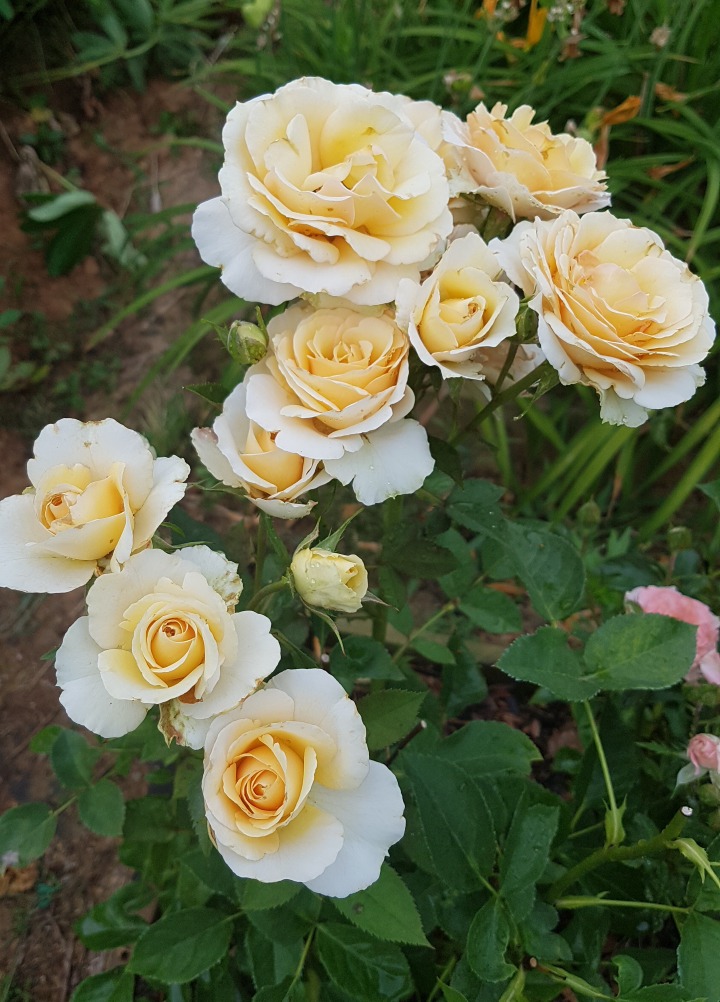 꽃날 이미지