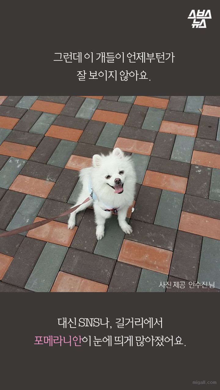 개들도 유행을 탄다.JPG | 인스티즈
