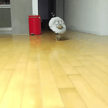 도도한 워킹.gif | 인스티즈