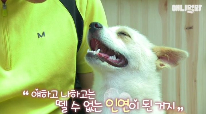 키워키우라고 vs 절대 안키울거라는 아저씨 | 인스티즈