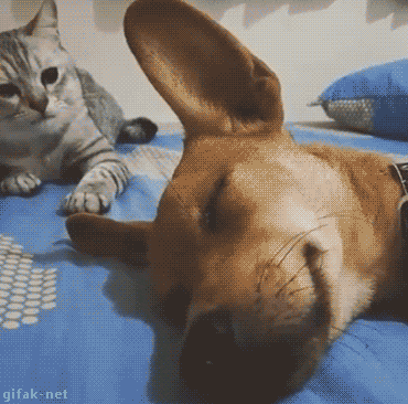새벽에는 고양이.gif | 인스티즈