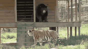 같이 자라서 사이 좋은 호랑이와 곰.gif | 인스티즈