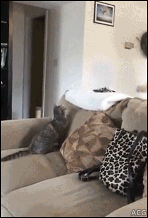 고양이 운동능력.gif | 인스티즈