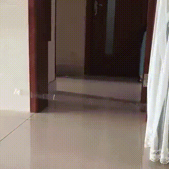 고양이의 반응속도.gif | 인스티즈