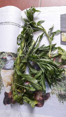 996BD13C5CD250A5192EF9