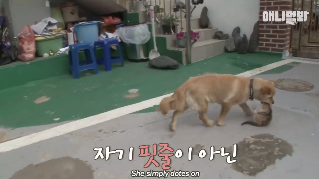 아기 고양이를 능숙하게 키우는 강아지의 사연은? | 인스티즈