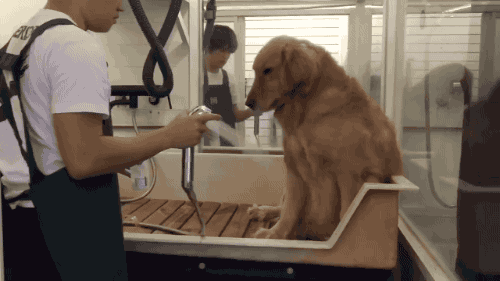 목욕하는 인절미.....gif | 인스티즈
