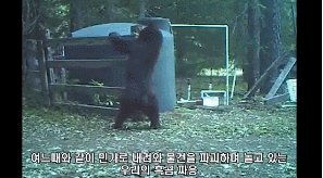 아무리 곰이여도 이겨낼수 없는 절대고통.gif | 인스티즈