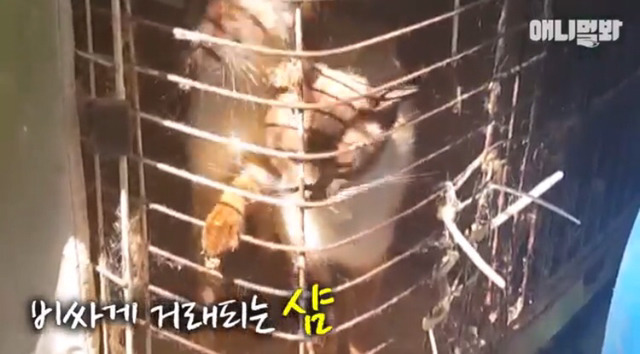 고양이 공장도 없애야됨 | 인스티즈