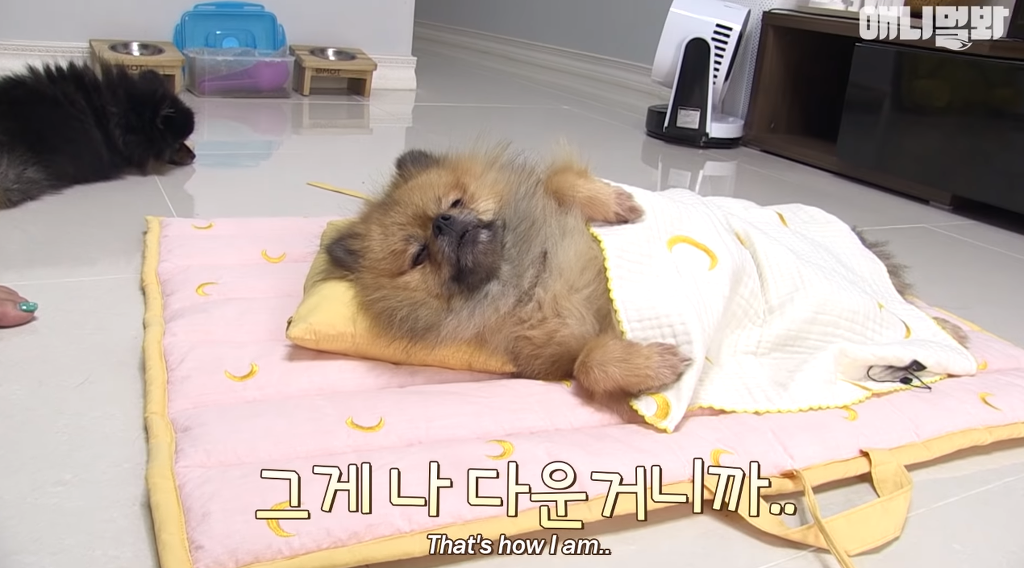 [동물농장] 누워있길 좋아하는 강아지 오쏠이 | 인스티즈