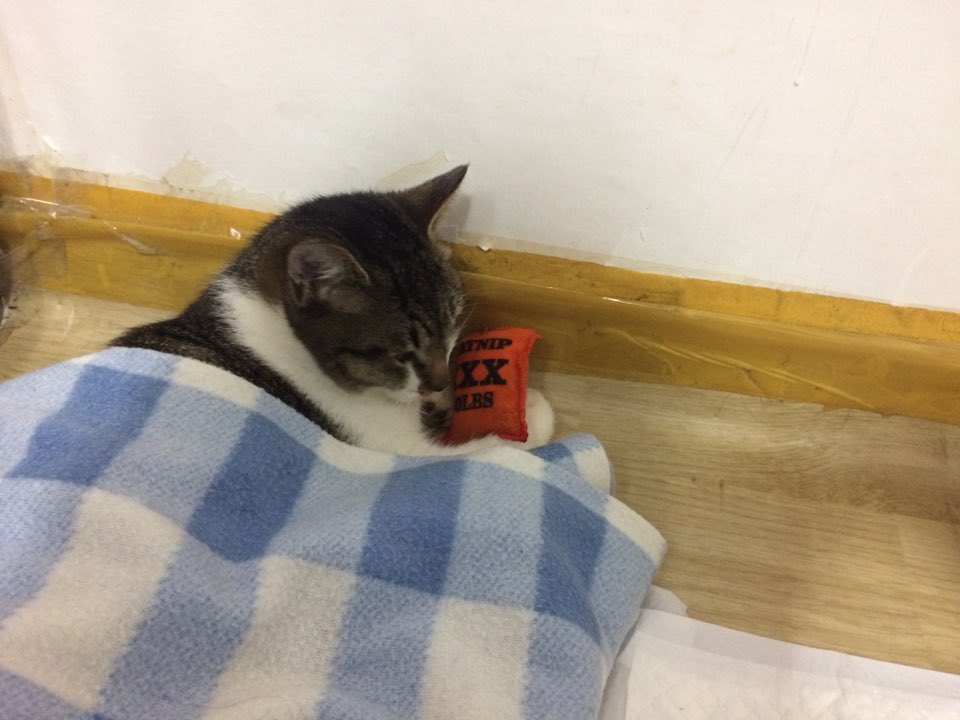 박스안에서 버려진채 떨고있던 고양이 쿠키의 평생을 함께 할수있는 따뜻한가족을 찾습니다! | 인스티즈