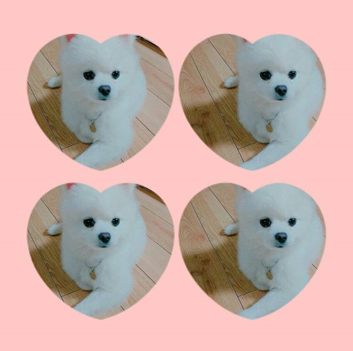 오마이걸 아린이 키우는 강아지 '아리' | 인스티즈