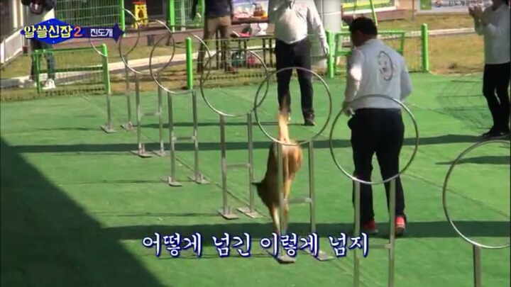 알쓸신잡) 진도의 관광지 + 진도를 유시민이 추천하는 이유 (댕댕이 주의) | 인스티즈