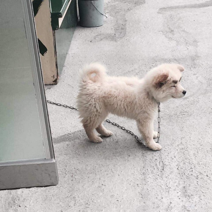 눈썹이 생긴 댕댕이 | 인스티즈