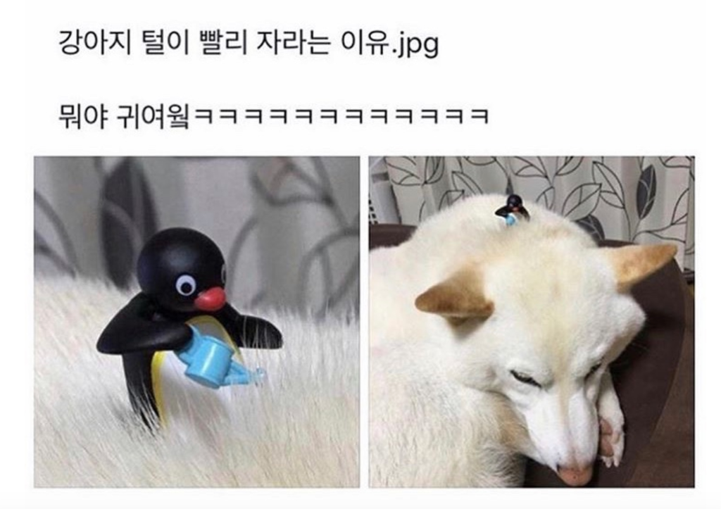 강아지 털이 빨리 자라는 이유 | 인스티즈