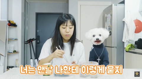 밥먹을때 강아지가 쳐다보는 이유 | 인스티즈