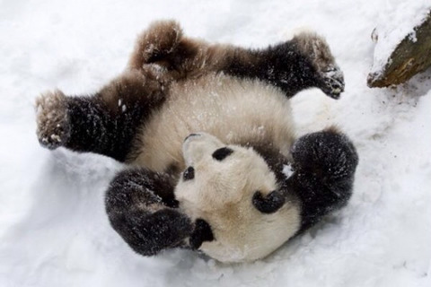 팬더 🐼 굴러다니는 게시물 | 인스티즈