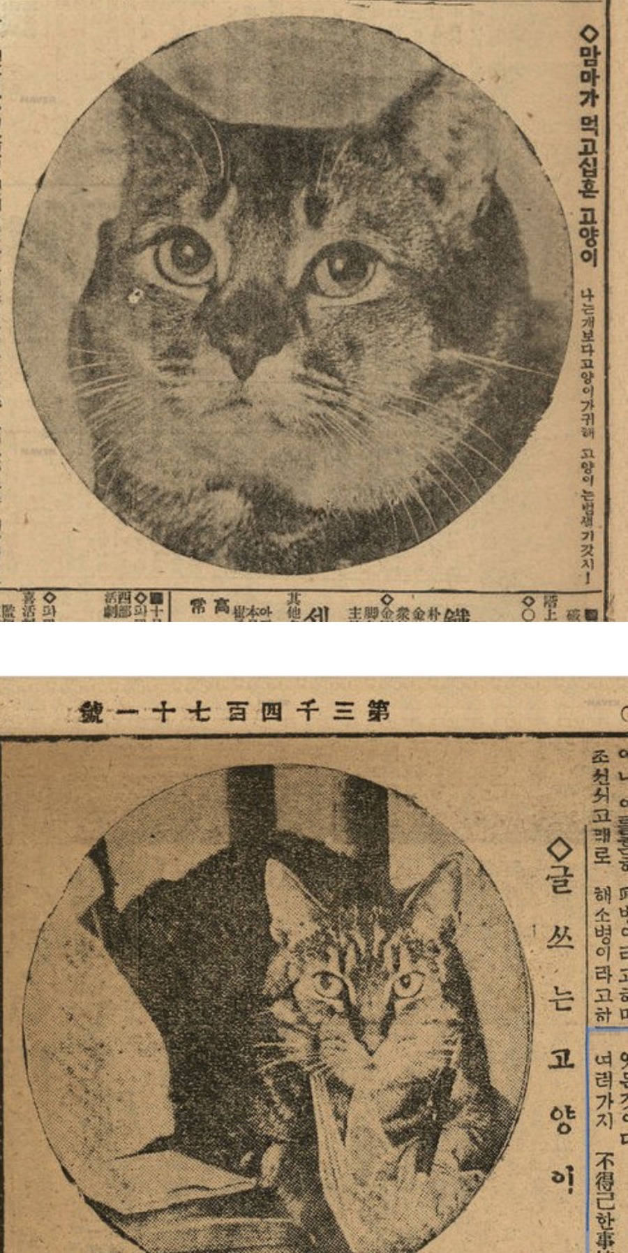 1930년대 신문에 나온 고양이 | 인스티즈