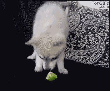 레몬 댕댕이.gif | 인스티즈