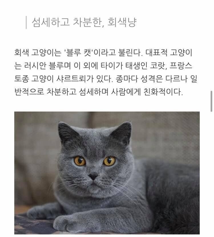 고양이 무늬별 격 .jpg | 인스티즈