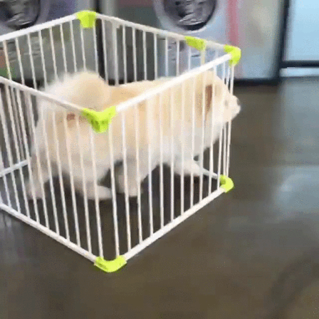 직진본능 댕댕이 | 인스티즈