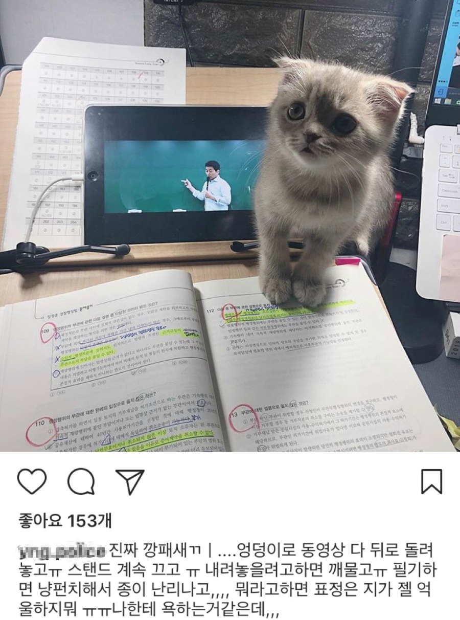 공시생 공부 방해하는 못된 고양이 | 인스티즈