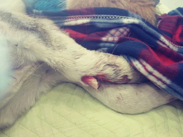 강아지 구조했는데 다시 죽을위기에 쳐해졌습니다.-사진 주의 | 인스티즈