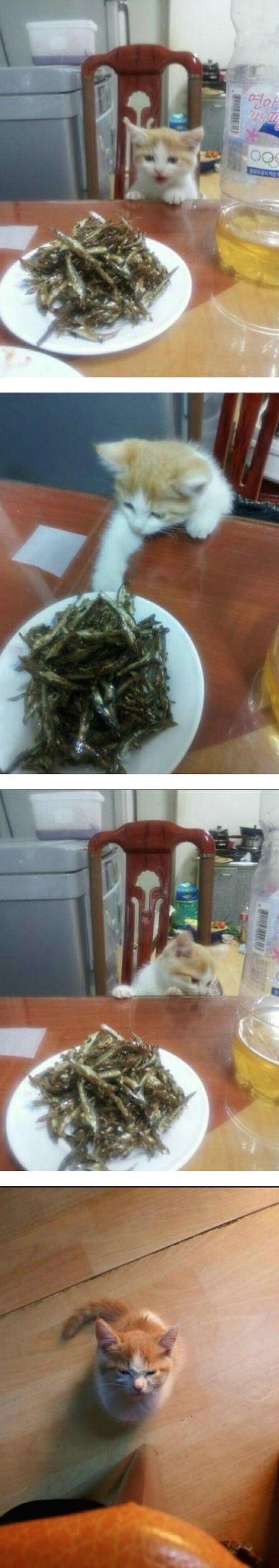 냥이의 분노.jpg | 인스티즈