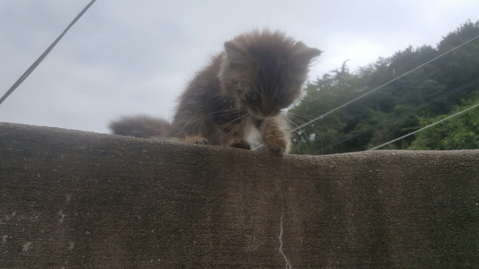 저희집 댕댕이랑 옆집 아깽이~ | 인스티즈