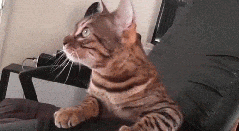 뱅갈 냥이🐱 | 인스티즈